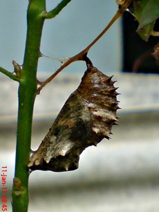 Common Eggfly Butterfly - Hypolimnas bolina - pupa 2