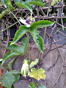 Passiflora edulis-Markisa-Passion Fruit 7
