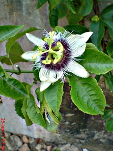 Passiflora edulis-Markisa-Passion Fruit 5