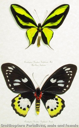 ornithoptera paradisea pair