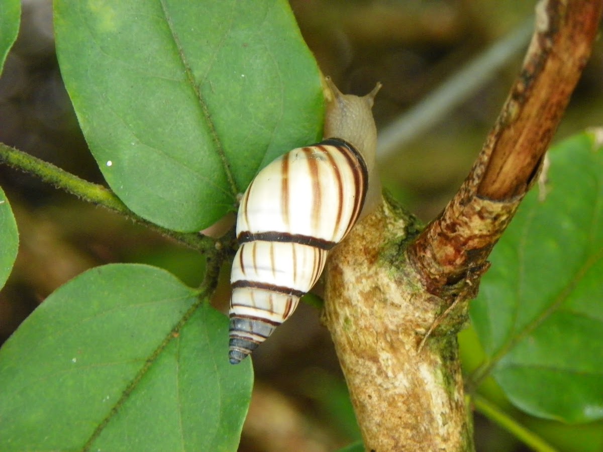 tree snails of Florida
