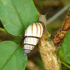 tree snails of Florida