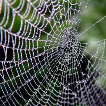 [spiders-web.jpg-w=350&h=350[2].jpg]