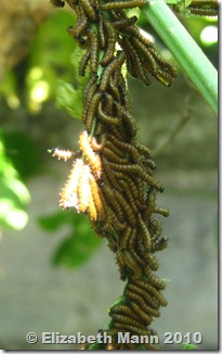 clustered caterpillars