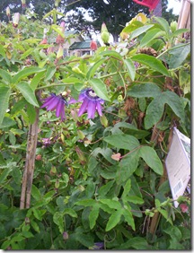 passionflower host plant 2