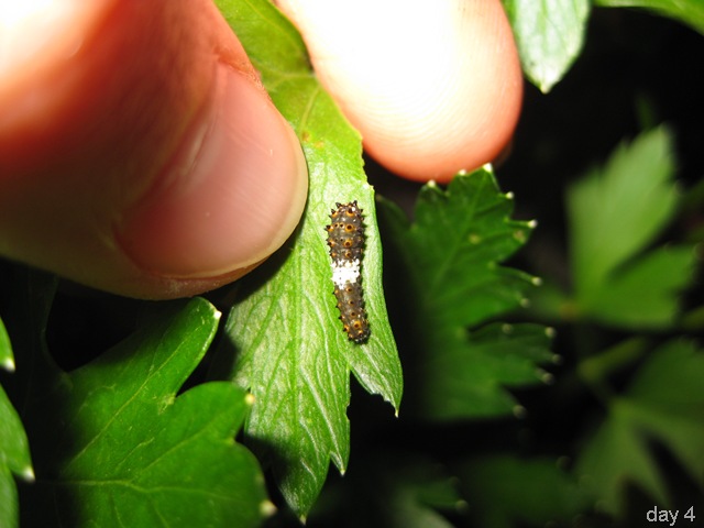 [Black Swallowtail caterpillar day 4[6].jpg]