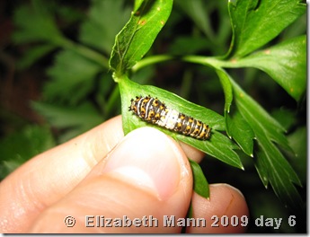 black swallowtail caterpillar day 6
