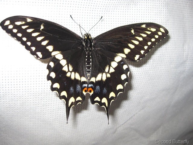 [male black swallowtail[7].jpg]