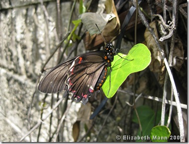 Polydamas Swallowtail On Pipevine (origanal)