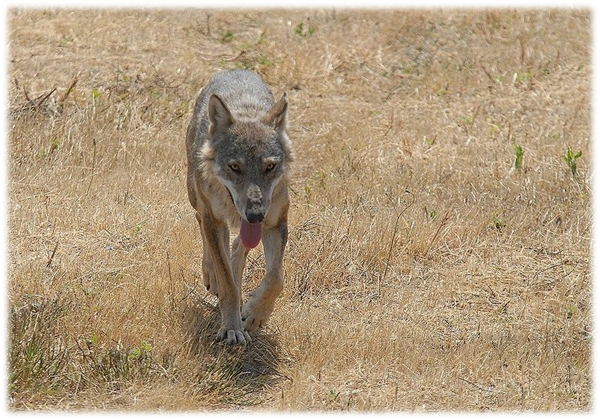 Canis Lupus italicus. Fonte. Wikipedia