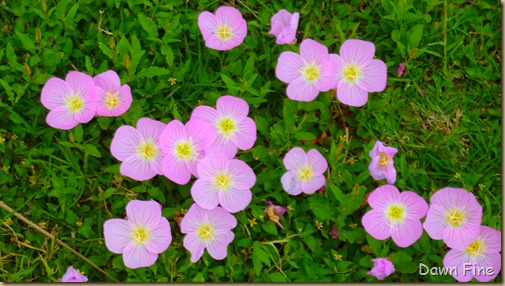 Dawns bloggy blog Casa Blanca Lake SP, Laredo, TX