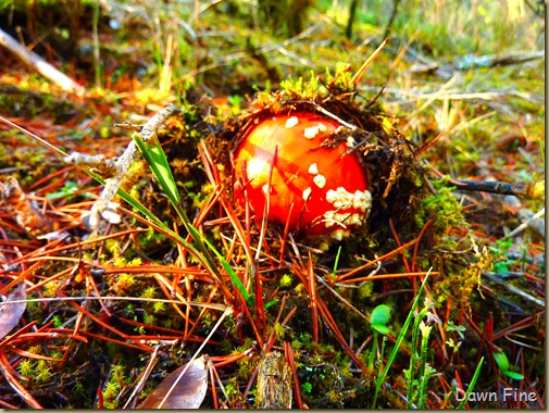 mushroom foray_023