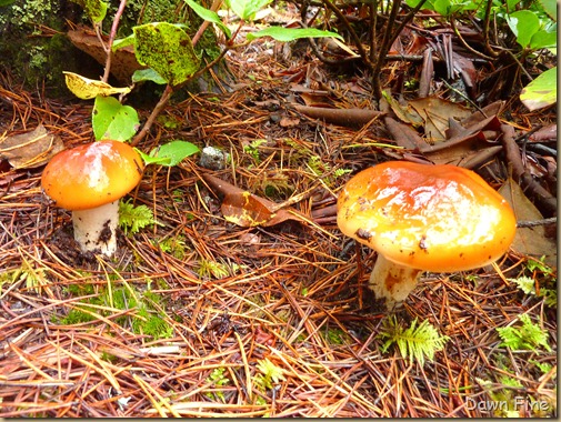 mushroom foray_001
