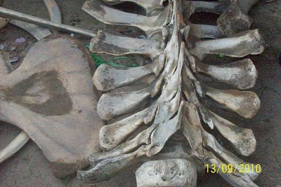 Misteri Naga Pulau Bangka | Tulang Naga berkaki enam
