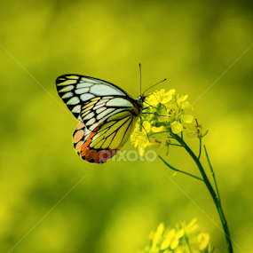 Yellow Yellow Beautiful Fellow Common Jezebel (Delias eucharis) by Avik Mondal - Animals Insects & Spiders