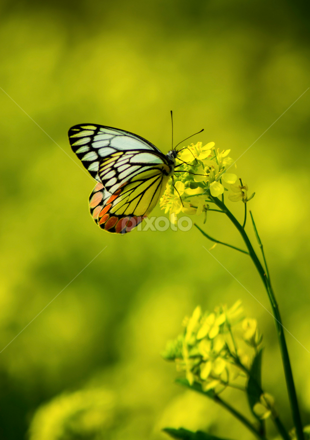 Yellow Yellow Beautiful Fellow Common Jezebel (Delias eucharis) by Avik Mondal - Animals Insects & Spiders