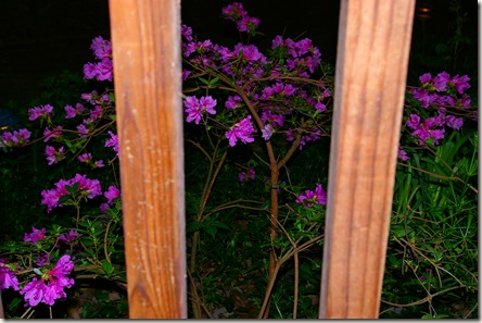 Azalea bush photo taken from the porch