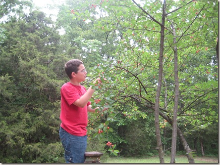 Travis picking cherries