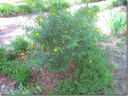 green bush with yellow flowers