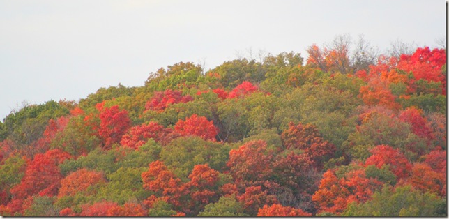 Hillside of Fall colored trees