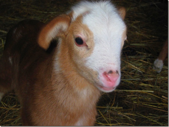 a baby lamb