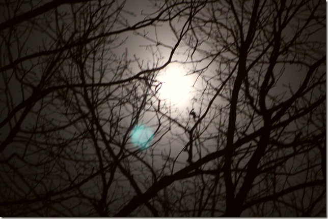 Full moon shining through tree branches