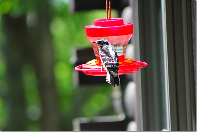 Bird of unknown origin sitting on the hummingbird feeder