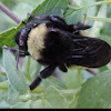 American Bumblebee
