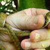 brown tree snake, brown catsnake