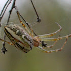 Enamel-backed Spider