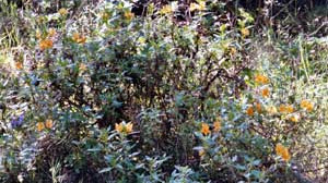19+ Kelsey Dwarf Red Twig Dogwood