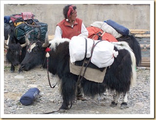 Tíbet, yaks en el Campo Base del Everest