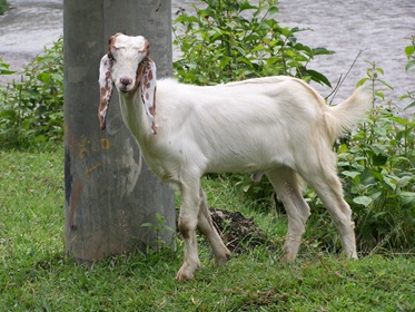 [10 - Nepal, cabra en la vega del río Bhote[5].jpg]