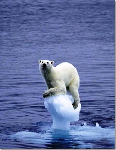 Urso Polar surpreendido pelos rápido derretimento do gelo.