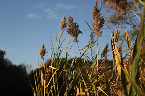 European common reed | Project Noah