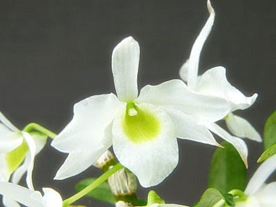 無料ダウンロード スノー シャワー 260718