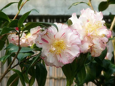 プリンセス マサコ 233798-プリンセス マサコ の真実