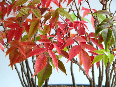 コンプリート！ ハゼ 紅葉 471889-ハゼ 紅葉