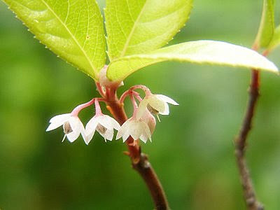 花 言葉 花 ヤブコウジ 345269