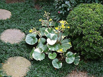 【ベストコレクション】 ��蕗 斑入り 158048-石蕗 斑入���