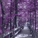 Snowy Purple Avenue In Dream logo