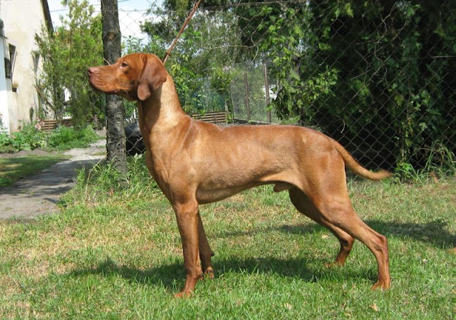 Pacsirta100729.JPG