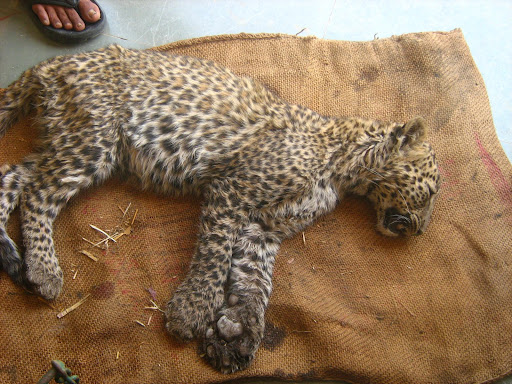 death leopard bearing