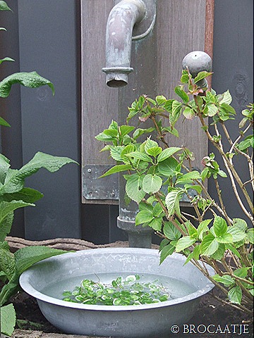[mei 2010 002[51].jpg]