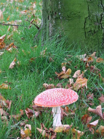 [brocante 004[3].jpg]