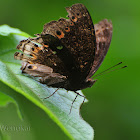 Chocolate Pansy Butterfly