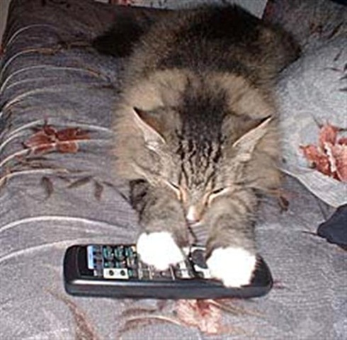 [cat-remote-hog (Small)[3].jpg]