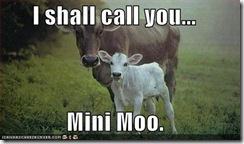 cows-mini-moo (Small)