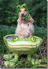 doggy-froggy (Small)