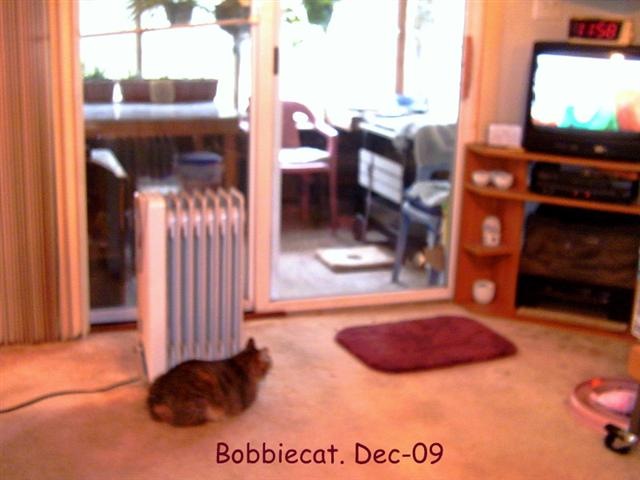[Bobcat.2-1 (Small)[4].jpg]